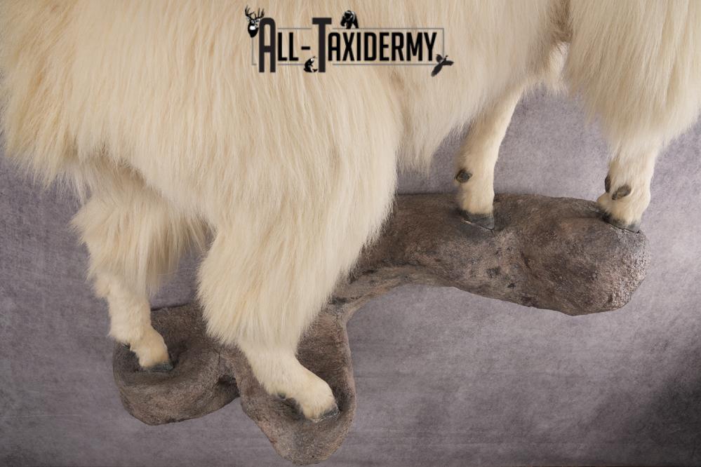 Mountain Goat Taxidermy Mount SKU 2904 - Image 2