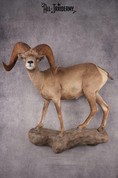 Desert Bighorn Full Body Mount SKU 2912