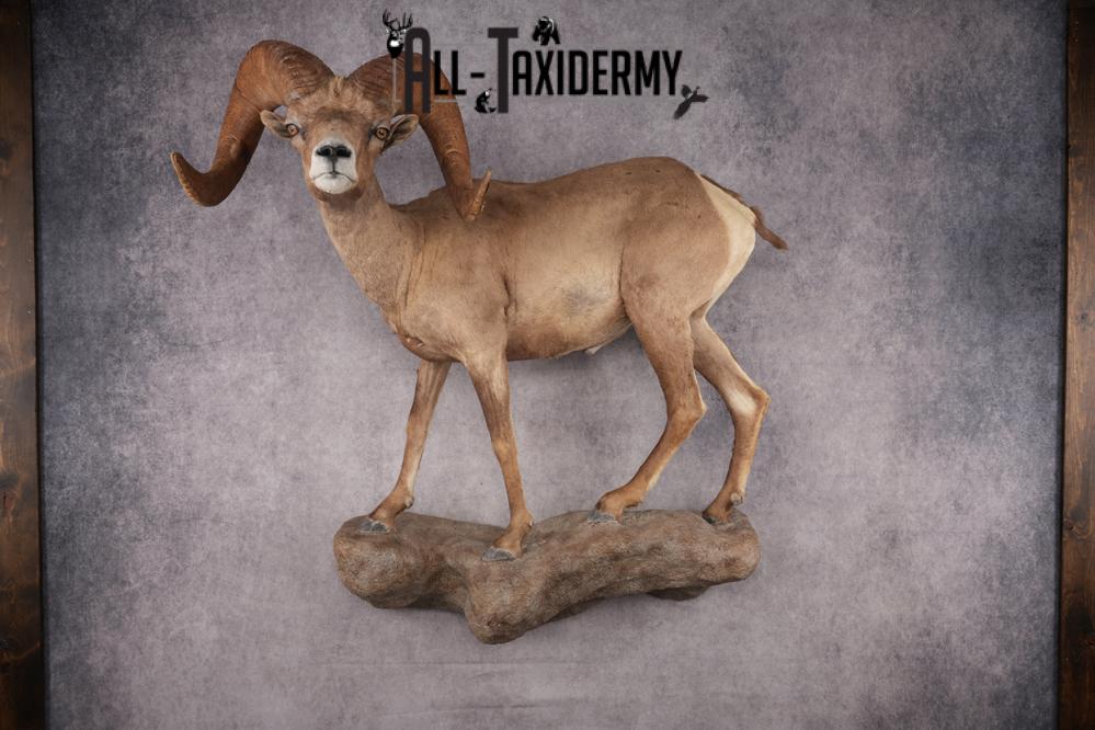 Desert Bighorn Full Body Mount SKU 2912 - Image 13