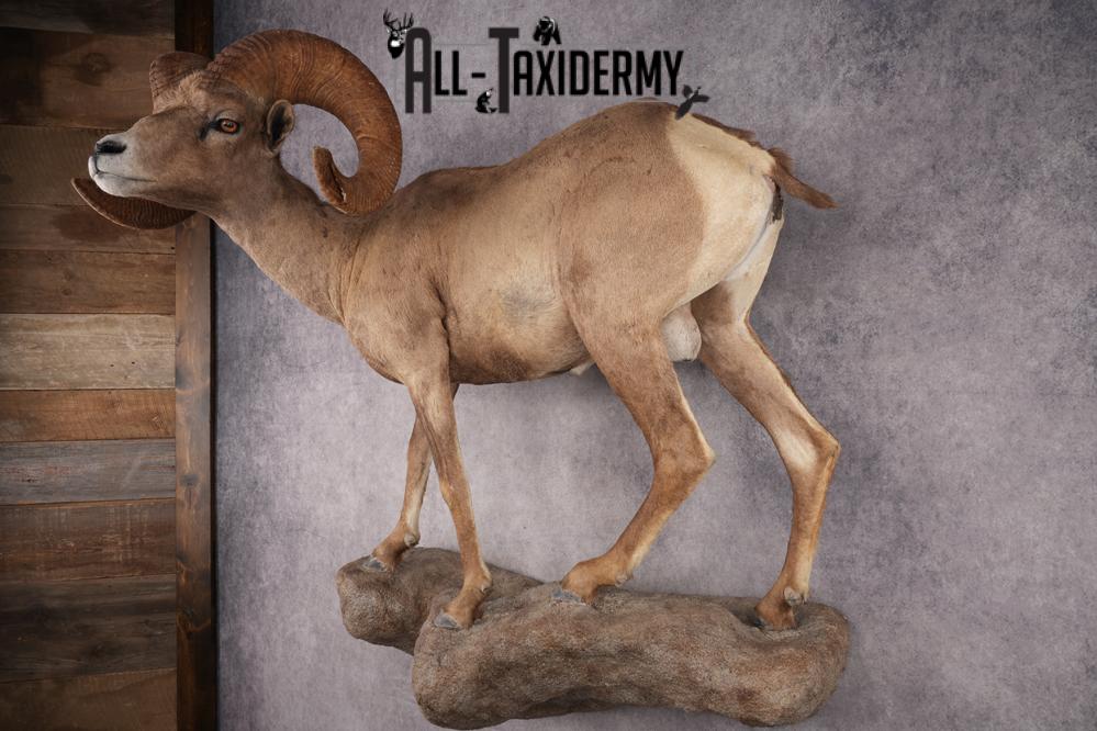 Desert Bighorn Full Body Mount SKU 2912 - Image 12