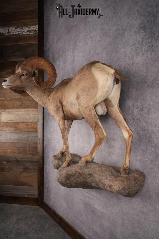 Desert Bighorn Full Body Mount SKU 2912 - Image 11