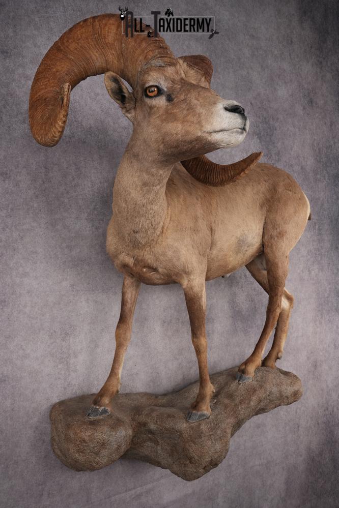 Desert Bighorn Full Body Mount SKU 2912 - Image 10