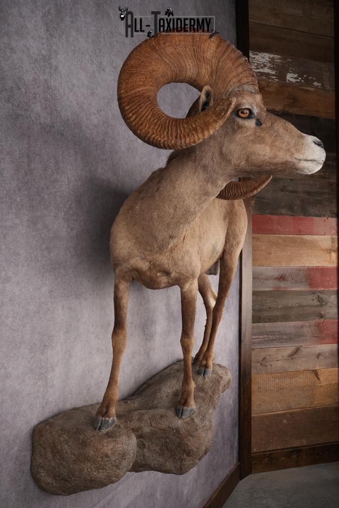 Desert Bighorn Full Body Mount SKU 2912 - Image 9