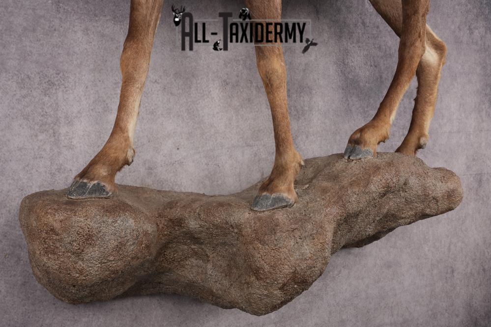 Desert Bighorn Full Body Mount SKU 2912 - Image 8