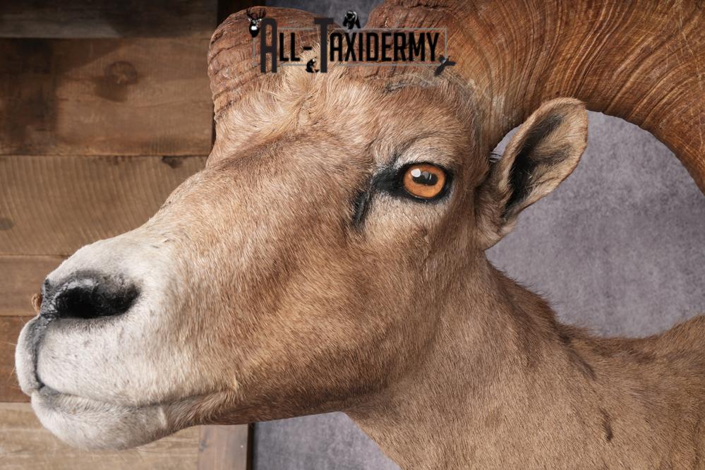 Desert Bighorn Full Body Mount SKU 2912 - Image 6