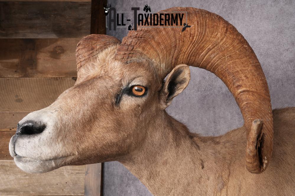 Desert Bighorn Full Body Mount SKU 2912 - Image 5