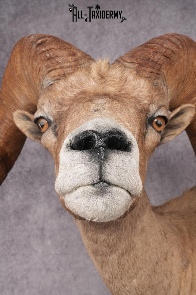 Desert Bighorn Full Body Mount SKU 2912 - Image 4