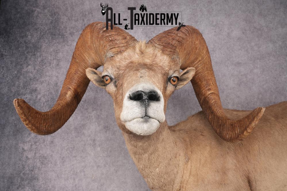 Desert Bighorn Full Body Mount SKU 2912 - Image 3