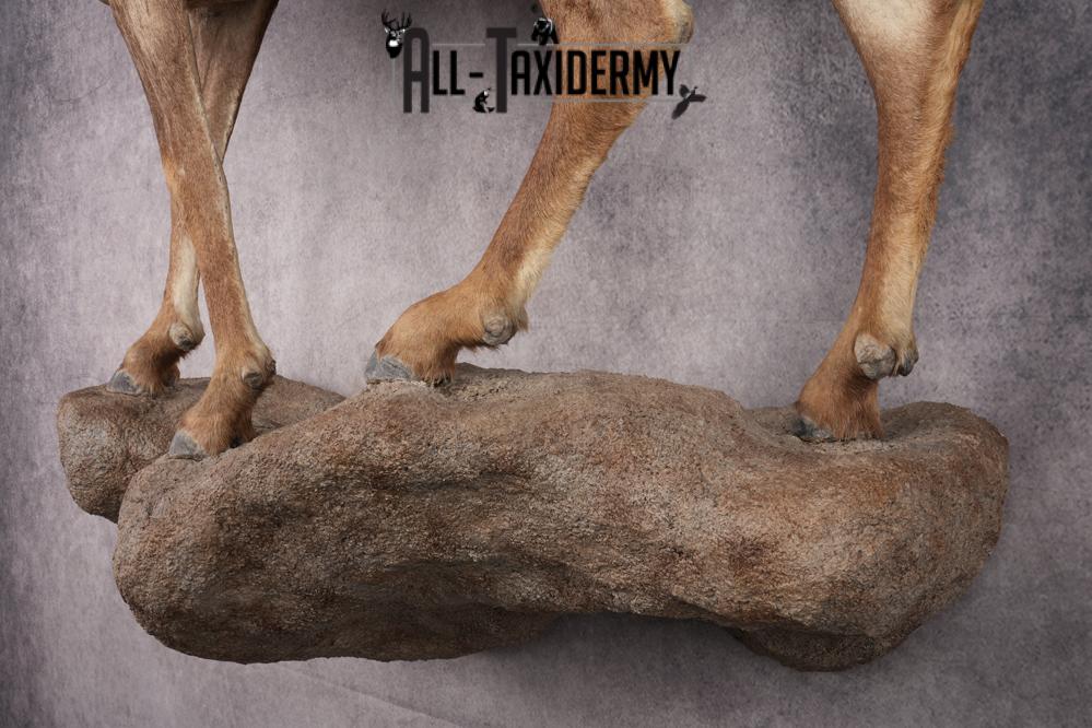 Desert Bighorn Full Body Mount SKU 2912 - Image 2