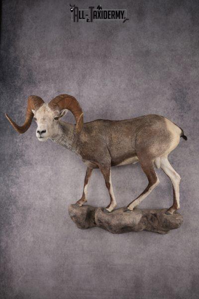 Full Body Stone Sheep Taxidermy Mount SKU 2901