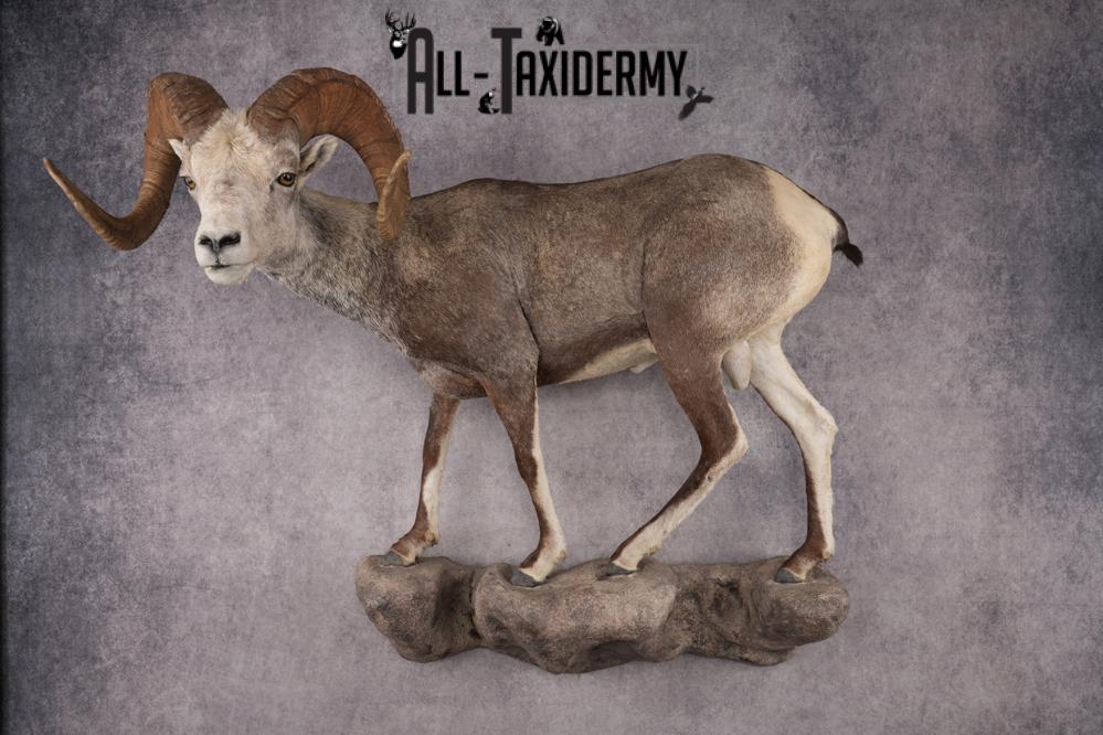Full Body Stone Sheep Taxidermy Mount SKU 2901 - Image 12