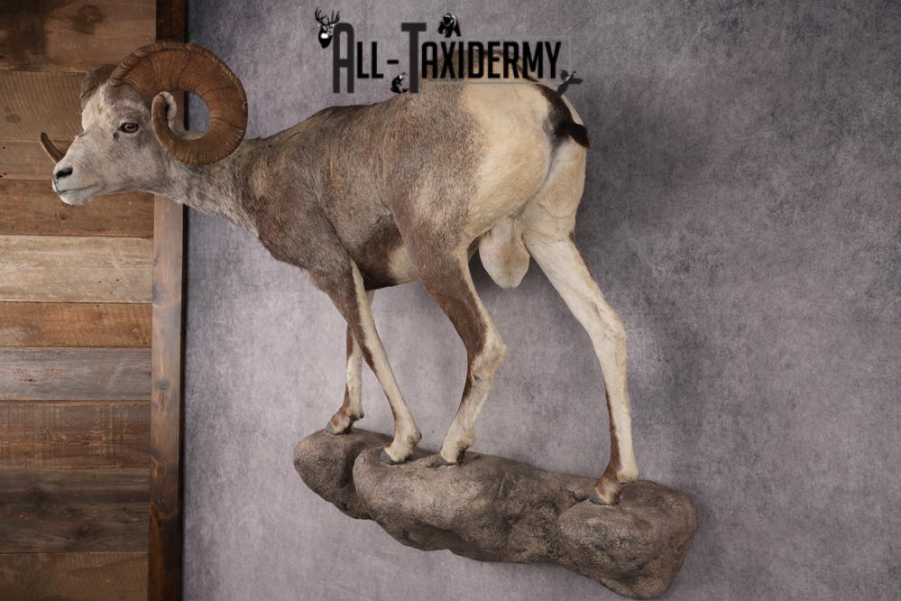 Full Body Stone Sheep Taxidermy Mount SKU 2901 - Image 11