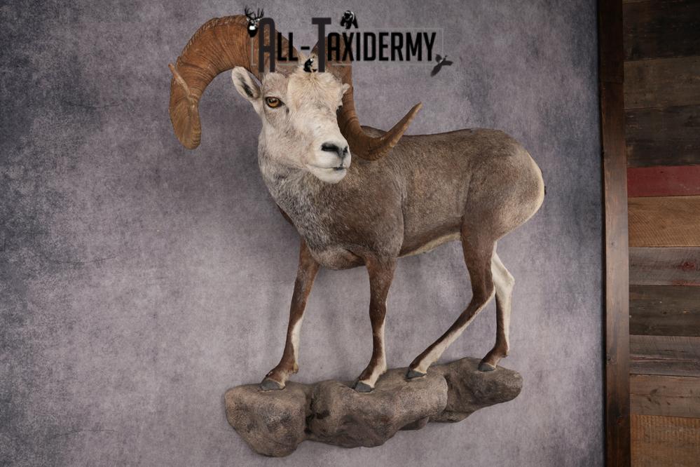 Full Body Stone Sheep Taxidermy Mount SKU 2901 - Image 10