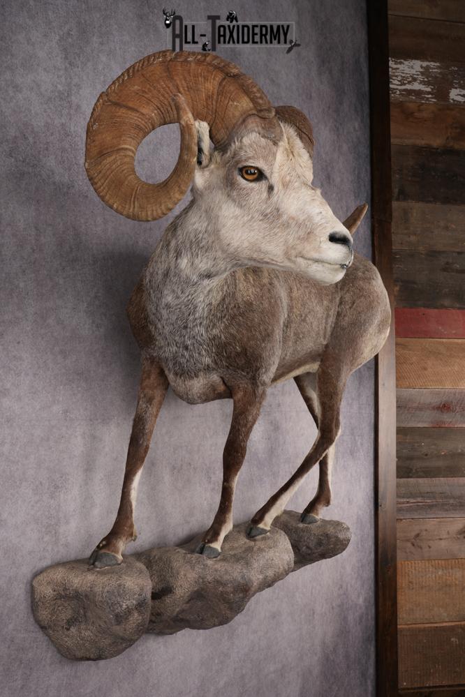 Full Body Stone Sheep Taxidermy Mount SKU 2901 - Image 9