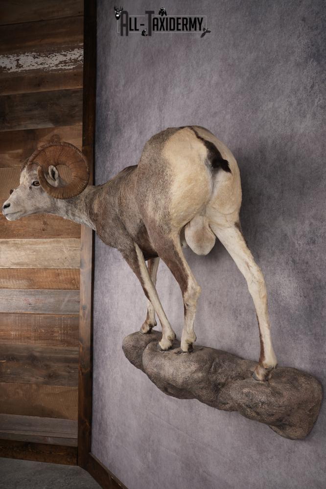 Full Body Stone Sheep Taxidermy Mount SKU 2901 - Image 8