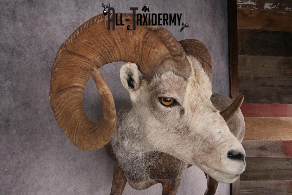 Full Body Stone Sheep Taxidermy Mount SKU 2901 - Image 6