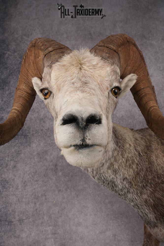 Full Body Stone Sheep Taxidermy Mount SKU 2901 - Image 5