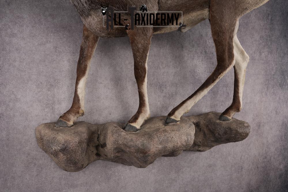 Full Body Stone Sheep Taxidermy Mount SKU 2901 - Image 3