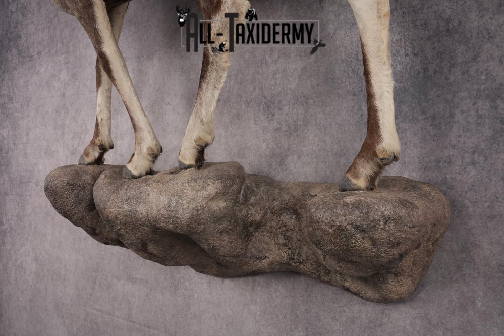 Full Body Stone Sheep Taxidermy Mount SKU 2901 - Image 2
