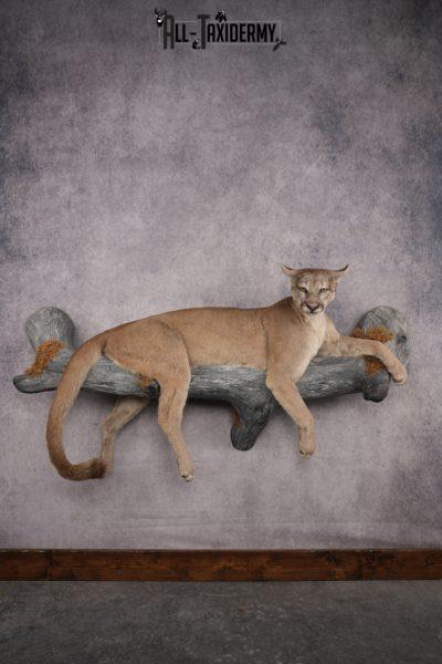 Cougar Laying on Log Taxidermy Mount SKU 2878