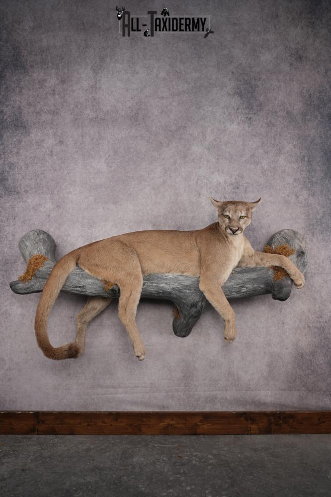 Cougar Laying on Log Taxidermy Mount SKU 2878