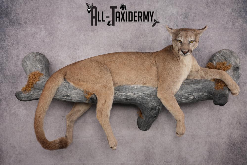 Cougar Laying on Log Taxidermy Mount SKU 2878 - Image 13