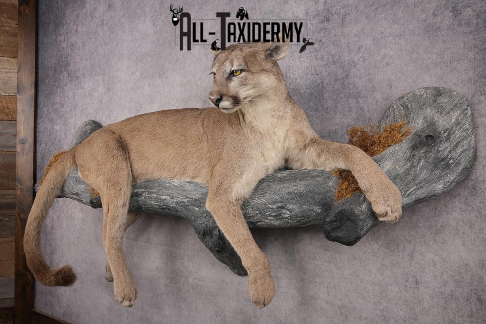 Cougar Laying on Log Taxidermy Mount SKU 2878 - Image 12