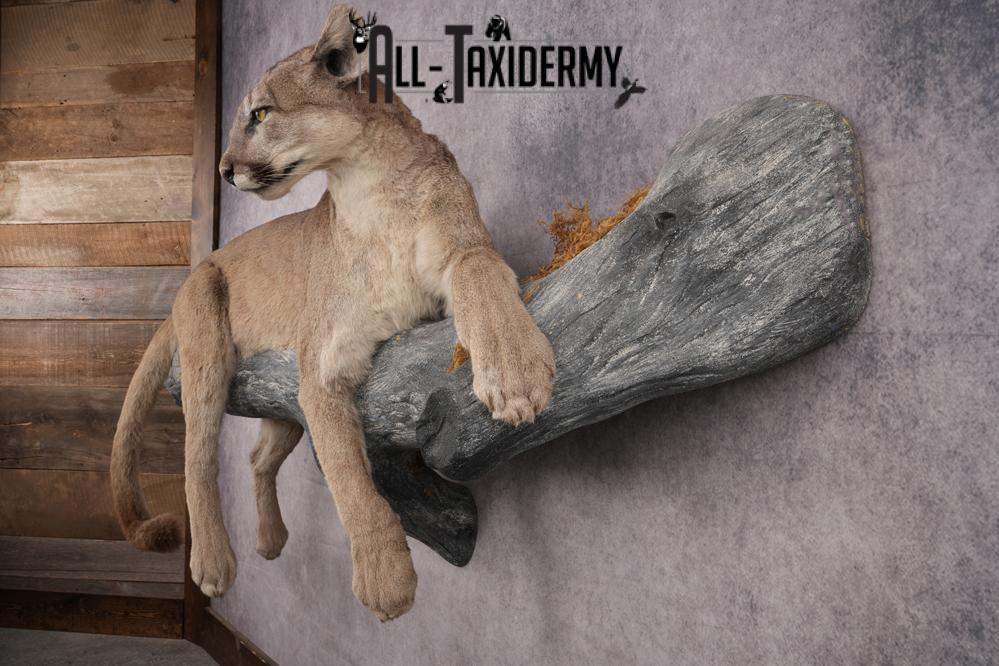 Cougar Laying on Log Taxidermy Mount SKU 2878 - Image 11