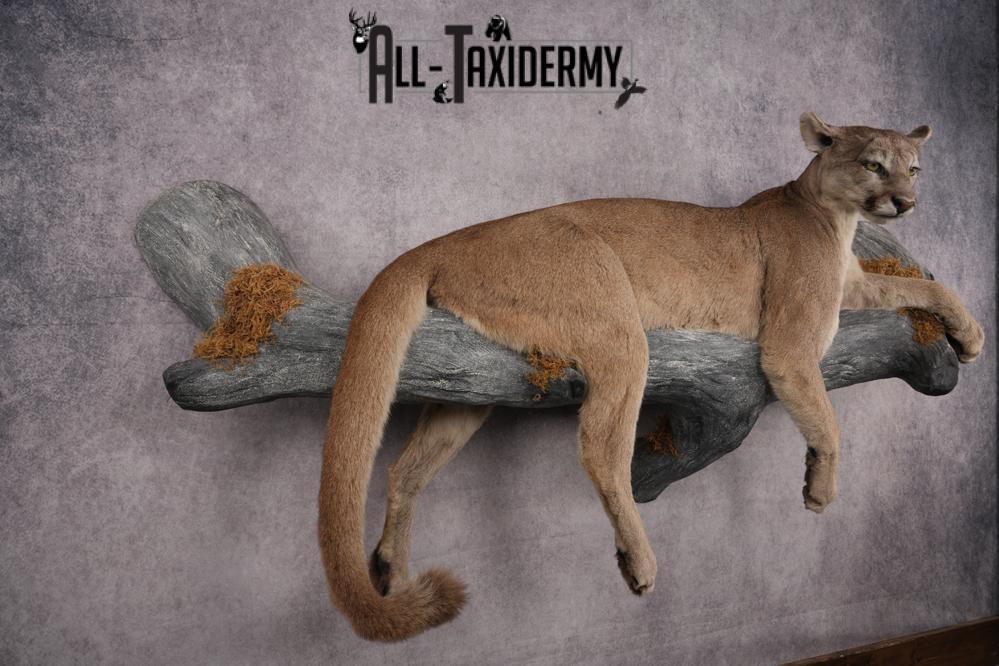 Cougar Laying on Log Taxidermy Mount SKU 2878 - Image 10