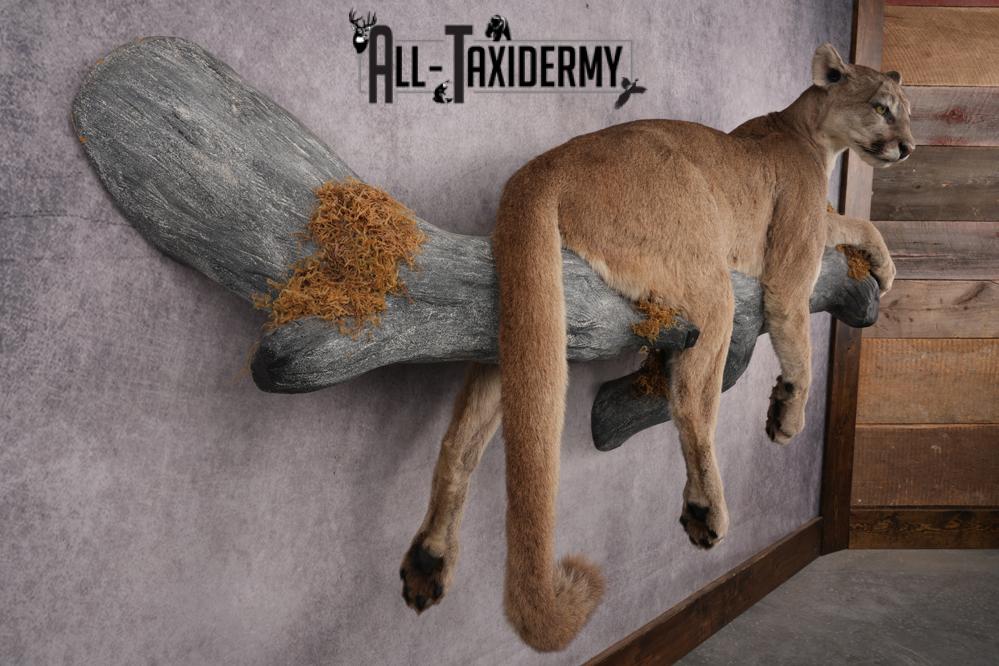Cougar Laying on Log Taxidermy Mount SKU 2878 - Image 9