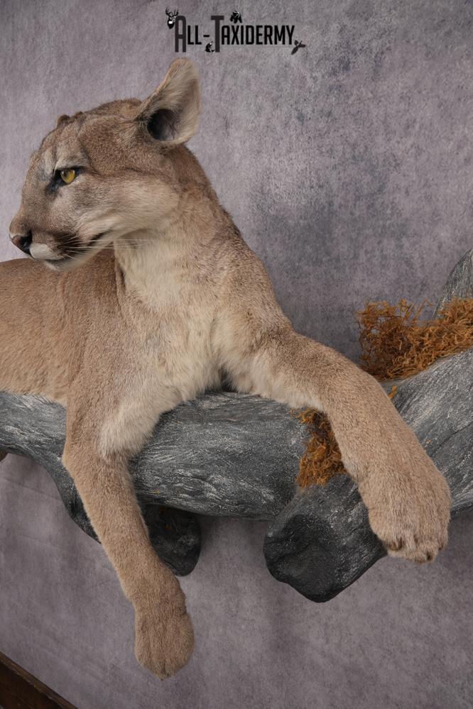 Cougar Laying on Log Taxidermy Mount SKU 2878 - Image 8
