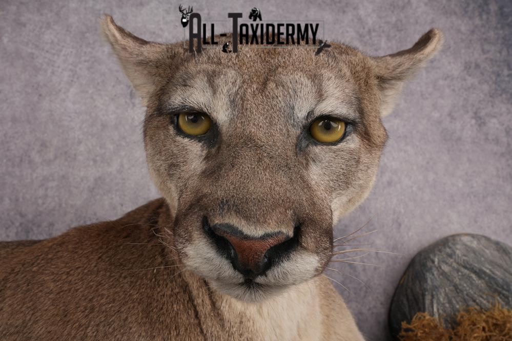 Cougar Laying on Log Taxidermy Mount SKU 2878 - Image 7