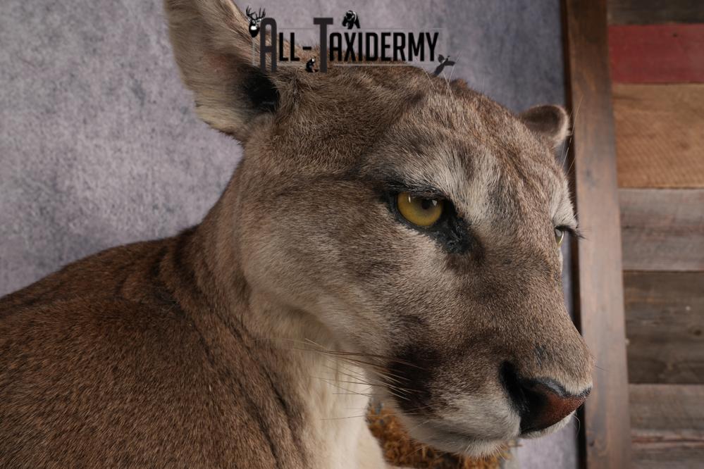Cougar Laying on Log Taxidermy Mount SKU 2878 - Image 6