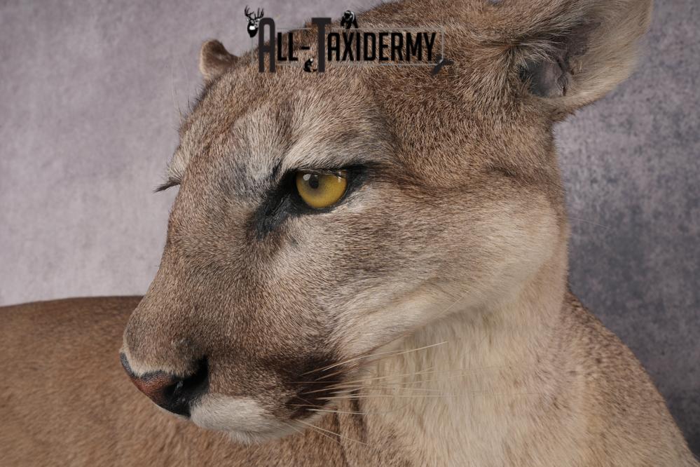 Cougar Laying on Log Taxidermy Mount SKU 2878 - Image 5