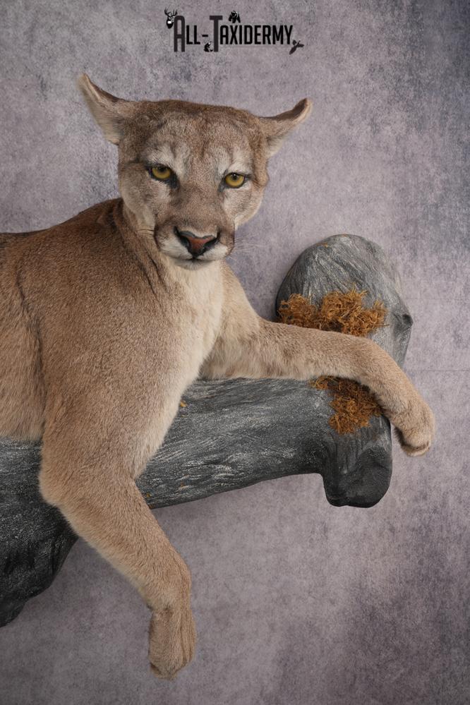Cougar Laying on Log Taxidermy Mount SKU 2878 - Image 4