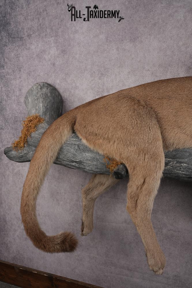 Cougar Laying on Log Taxidermy Mount SKU 2878 - Image 3