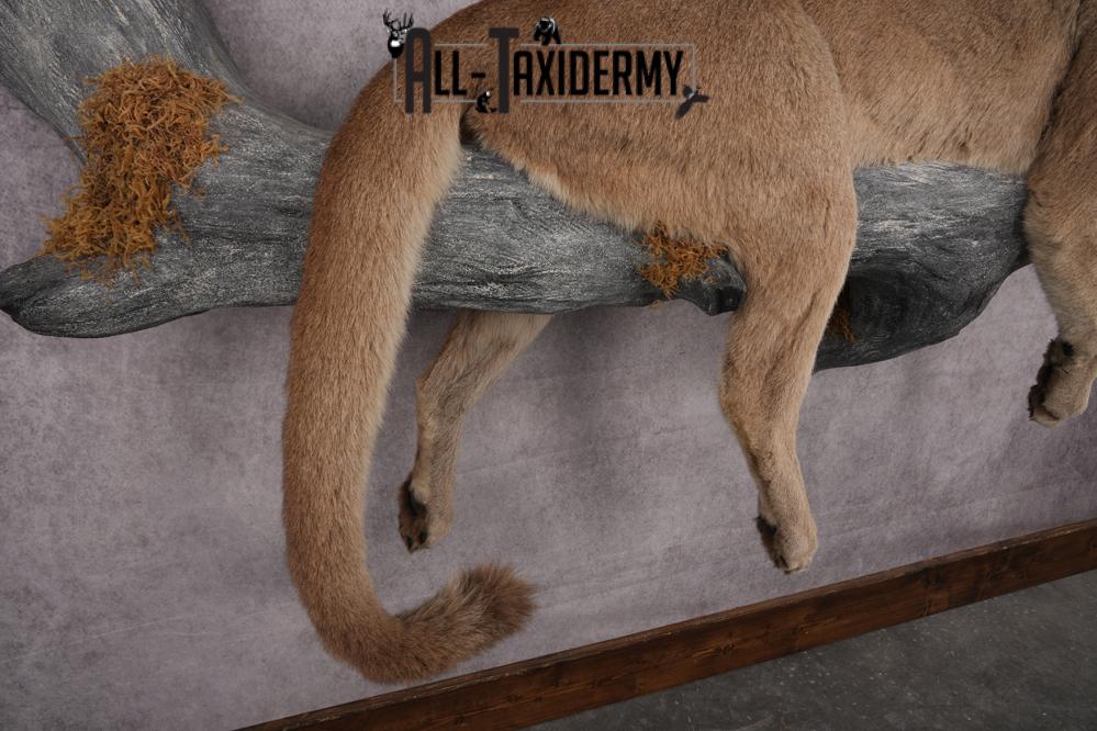Cougar Laying on Log Taxidermy Mount SKU 2878 - Image 2