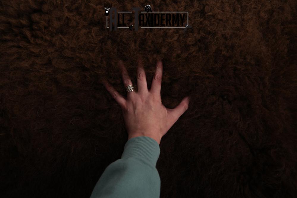 Bison Robe SKU 2821 - Image 3