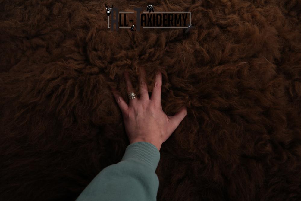 Bison Robe SKU 2825 - Image 3