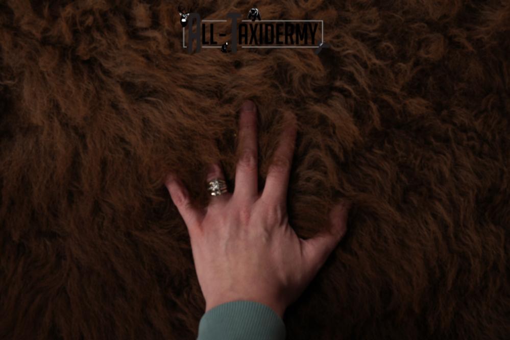 Bison Robe SKU 2826 - Image 3