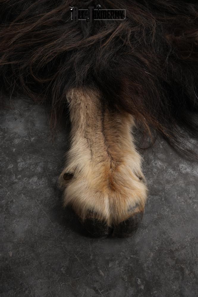 Musk Ox Back Half Hide SKU 2856 - Image 5