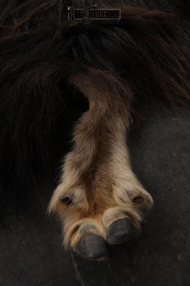 Musk Ox Back Half Hide SKU 2856 - Image 4