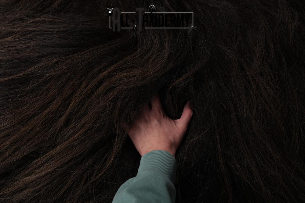 Musk Ox Back Half Hide SKU 2856 - Image 3