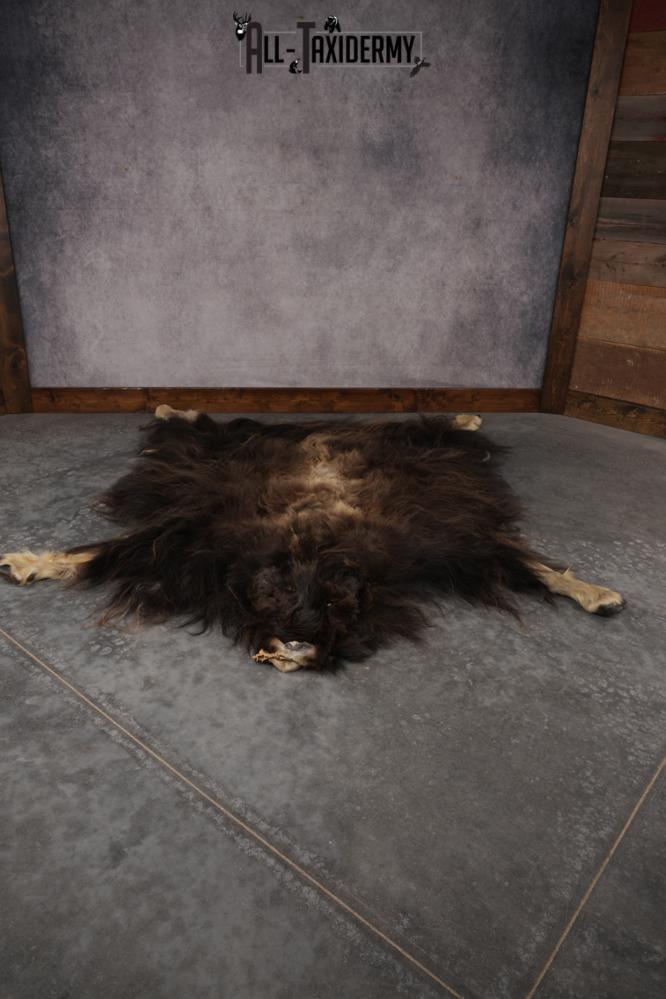Musk Ox Full Body Hide SKU 2857