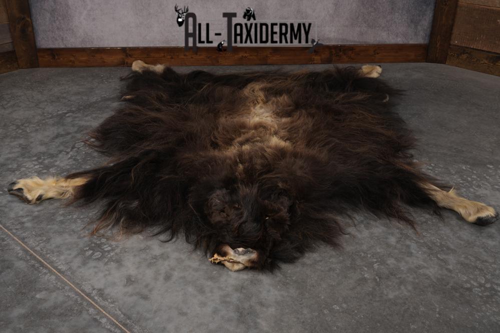 Musk Ox Full Body Hide SKU 2857 - Image 11