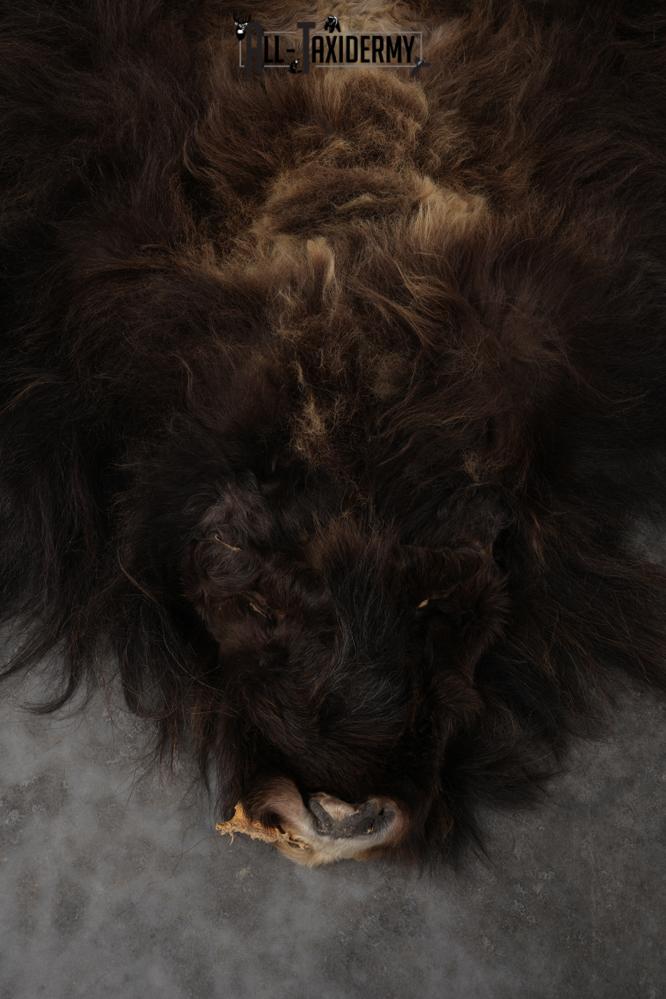 Musk Ox Full Body Hide SKU 2857 - Image 8