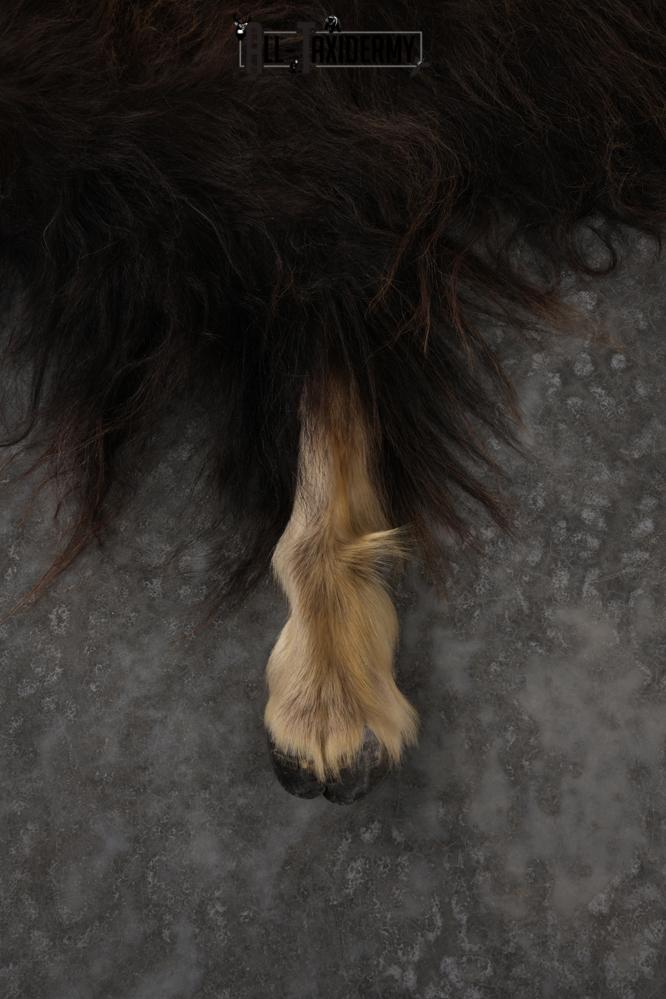 Musk Ox Full Body Hide SKU 2857 - Image 7