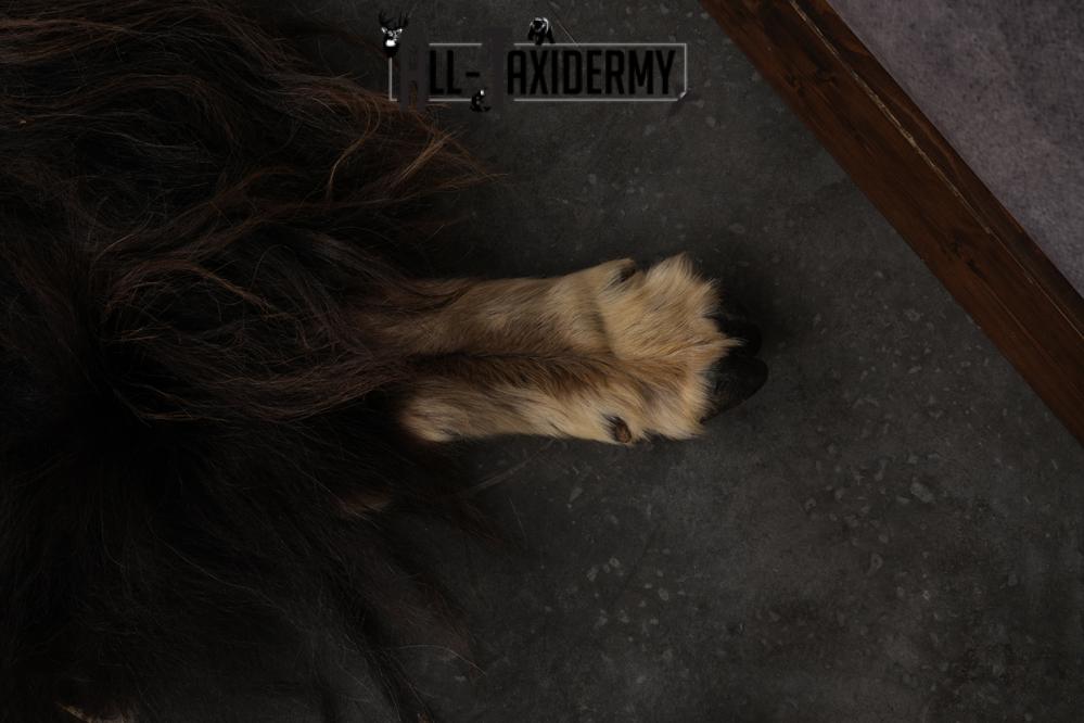 Musk Ox Full Body Hide SKU 2857 - Image 6