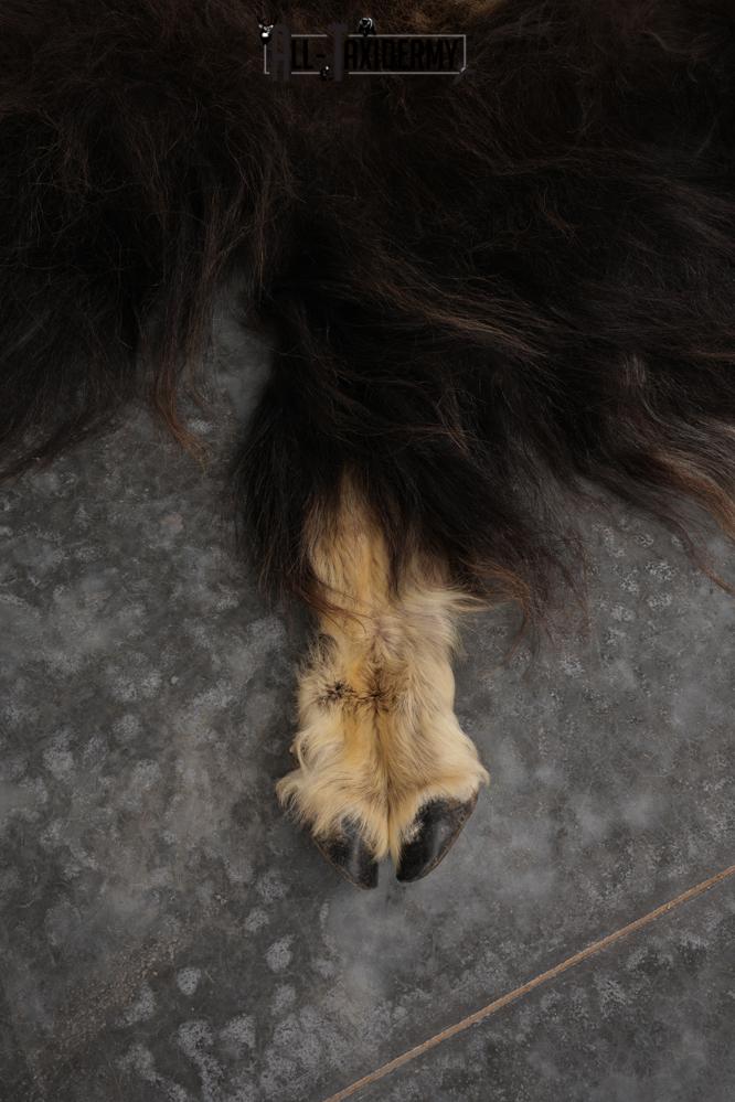 Musk Ox Full Body Hide SKU 2857 - Image 5