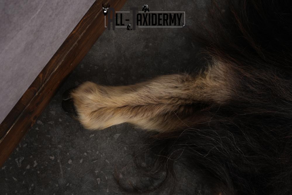 Musk Ox Full Body Hide SKU 2857 - Image 4